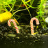 Candy Cane Shrimp Hide – Mini 2-Pack