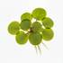Water Spangles (Salvinia Minima)