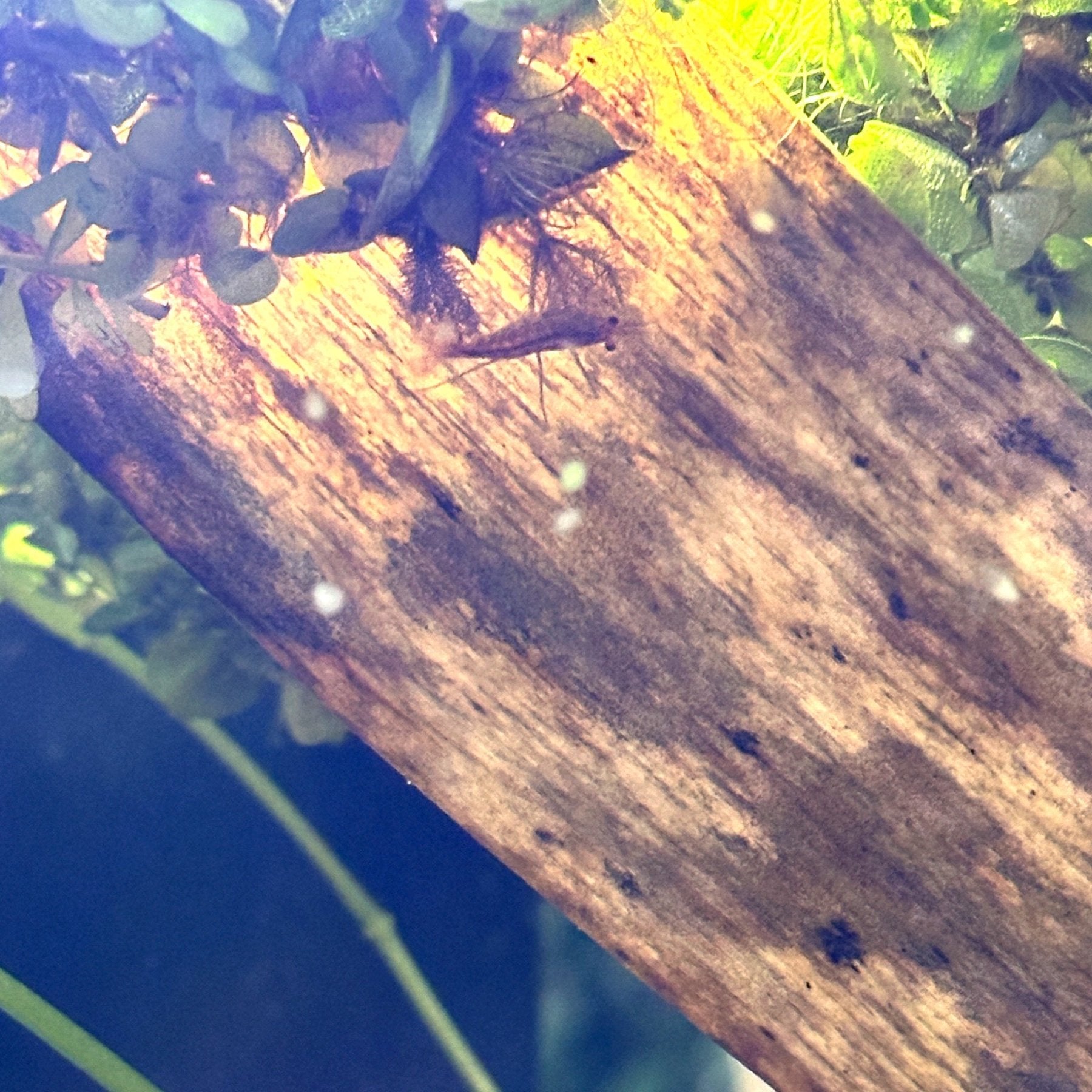 Banana Leaves – Natural Shrimp Tank Decor - Wild Pet Supply
