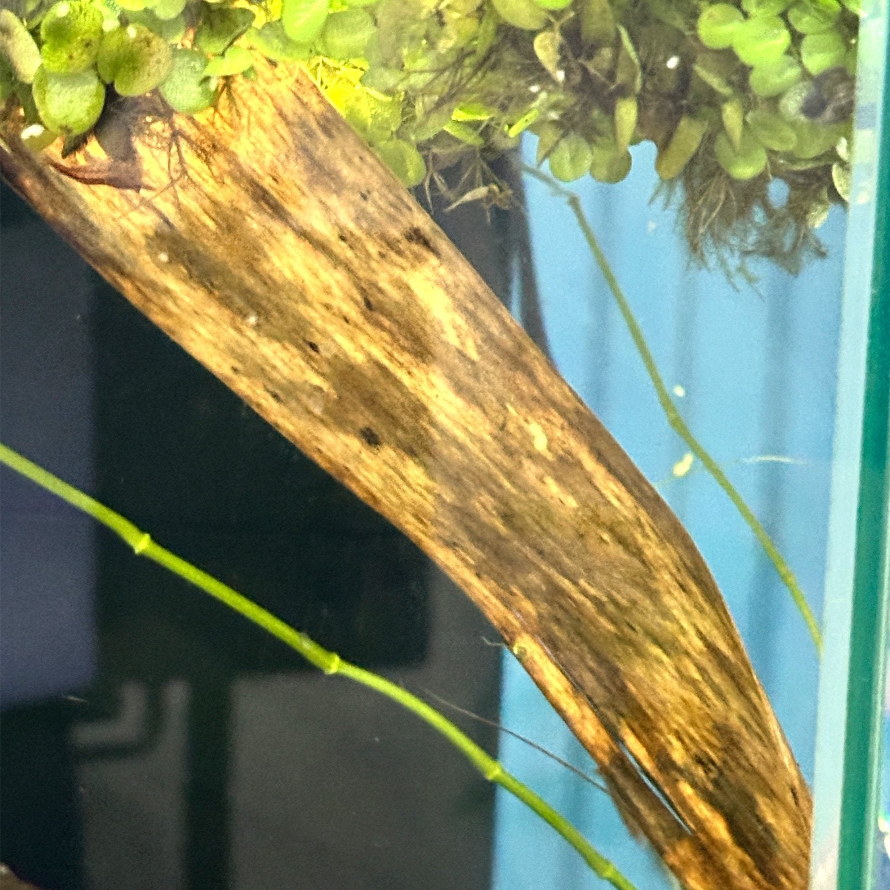 Banana Leaves – Natural Shrimp Tank Decor - Wild Pet Supply