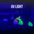 Betta Stones Glow - in - The - Dark – Small Aquarium Decor - Wild Pet Supply
