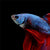 Betta Fish
