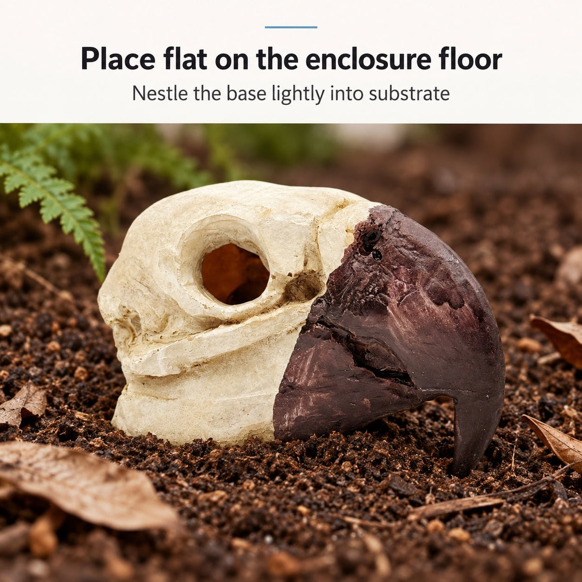Bird Skull Hide – Jungle Terrarium Decor - Wild Pet Supply