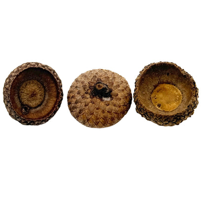 Acorn Caps – 10 Pack Natural Botanicals