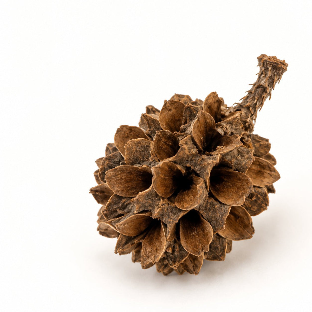 Casuarina Cones – 25 Pack Natural Botanicals - Wild Pet Supply