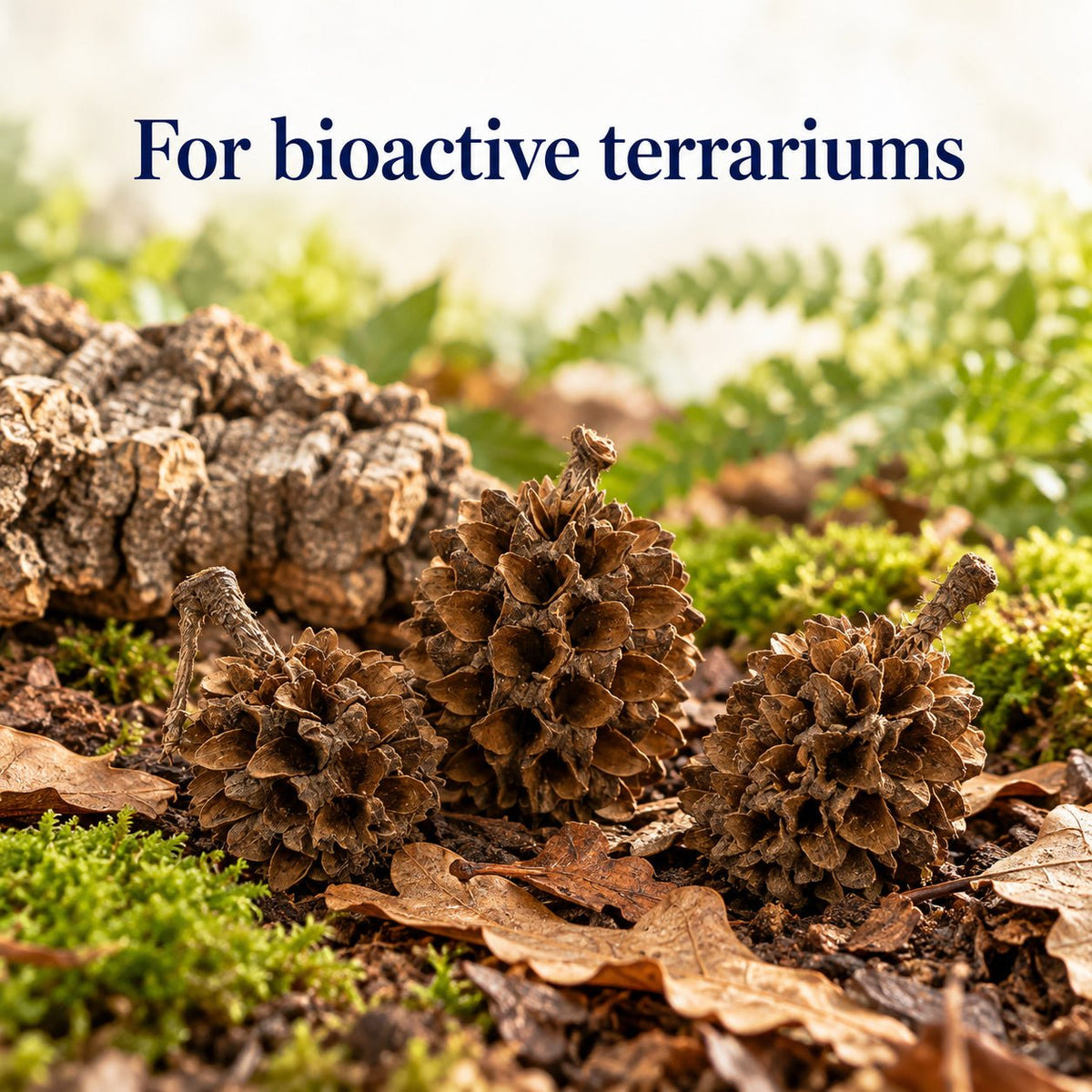 Casuarina Cones – 25 Pack Natural Botanicals - Wild Pet Supply