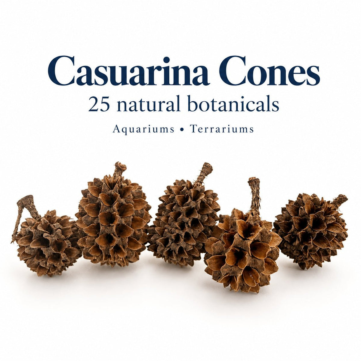 Casuarina Cones – 25 Pack Natural Botanicals - Wild Pet Supply