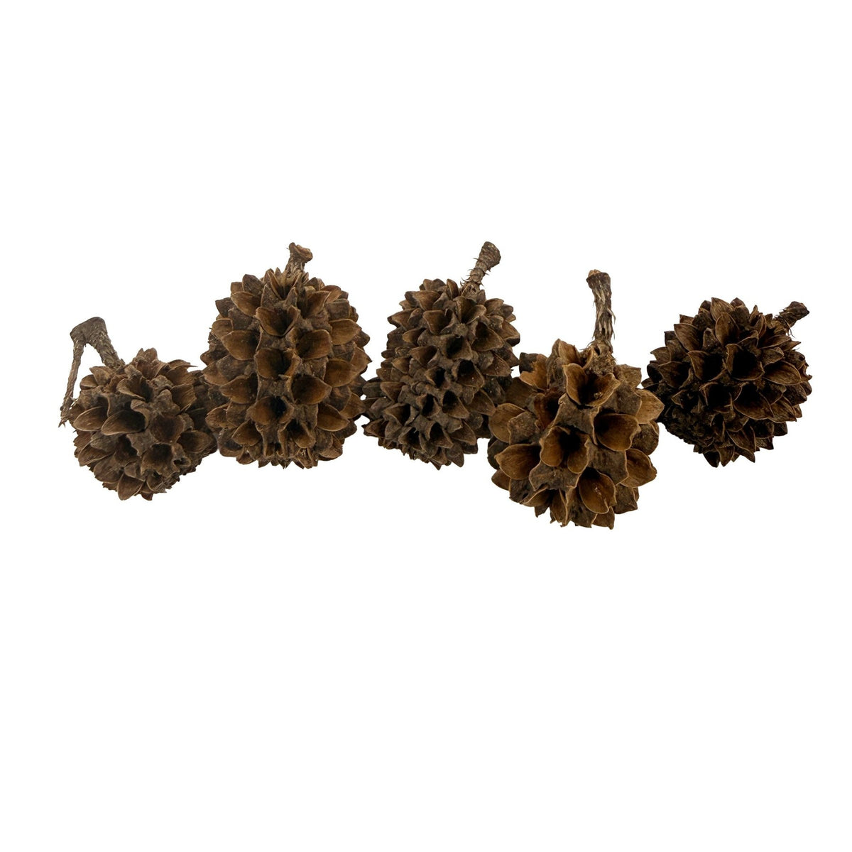 Casuarina Cones – 25 Pack Natural Botanicals - Wild Pet Supply