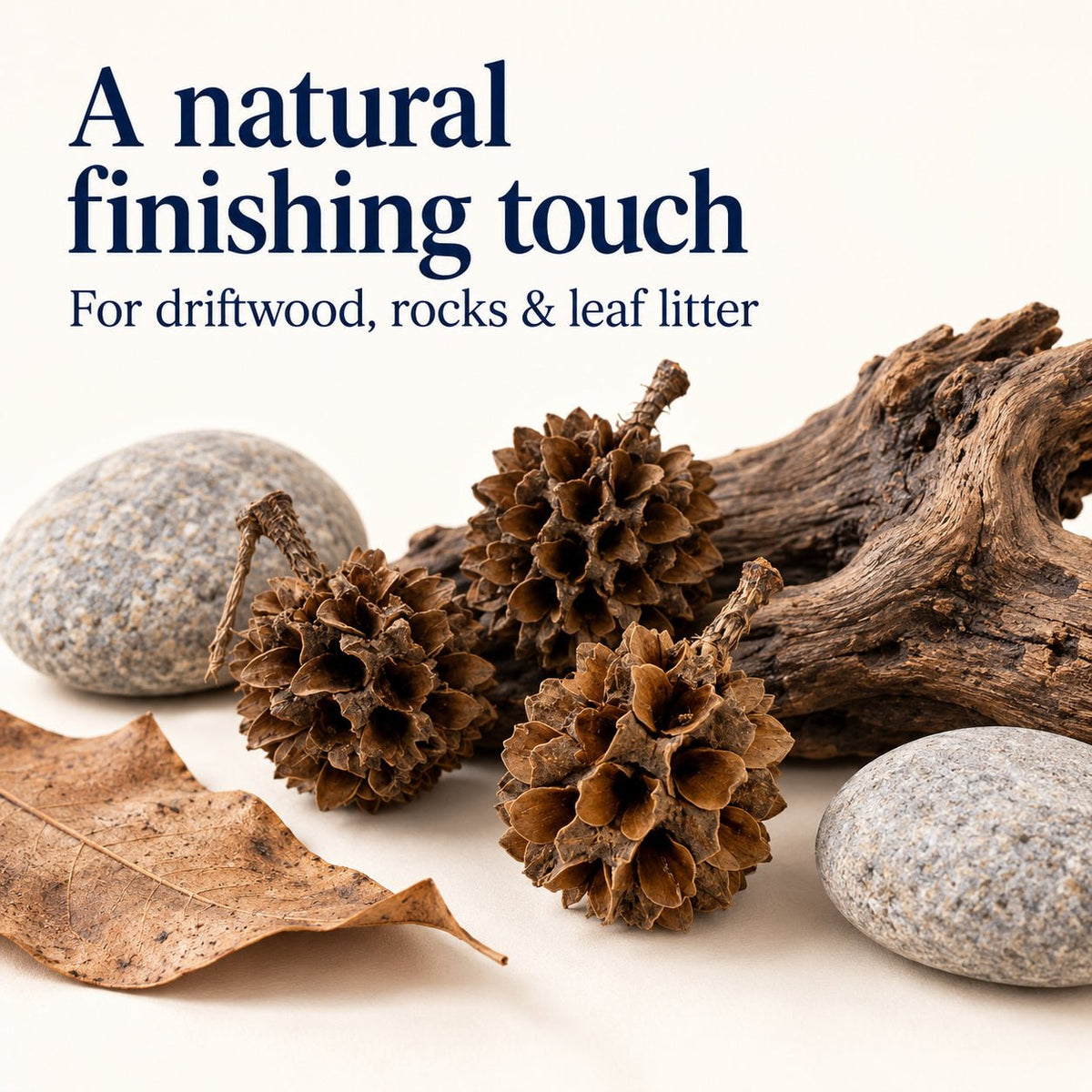 Casuarina Cones – 25 Pack Natural Botanicals - Wild Pet Supply
