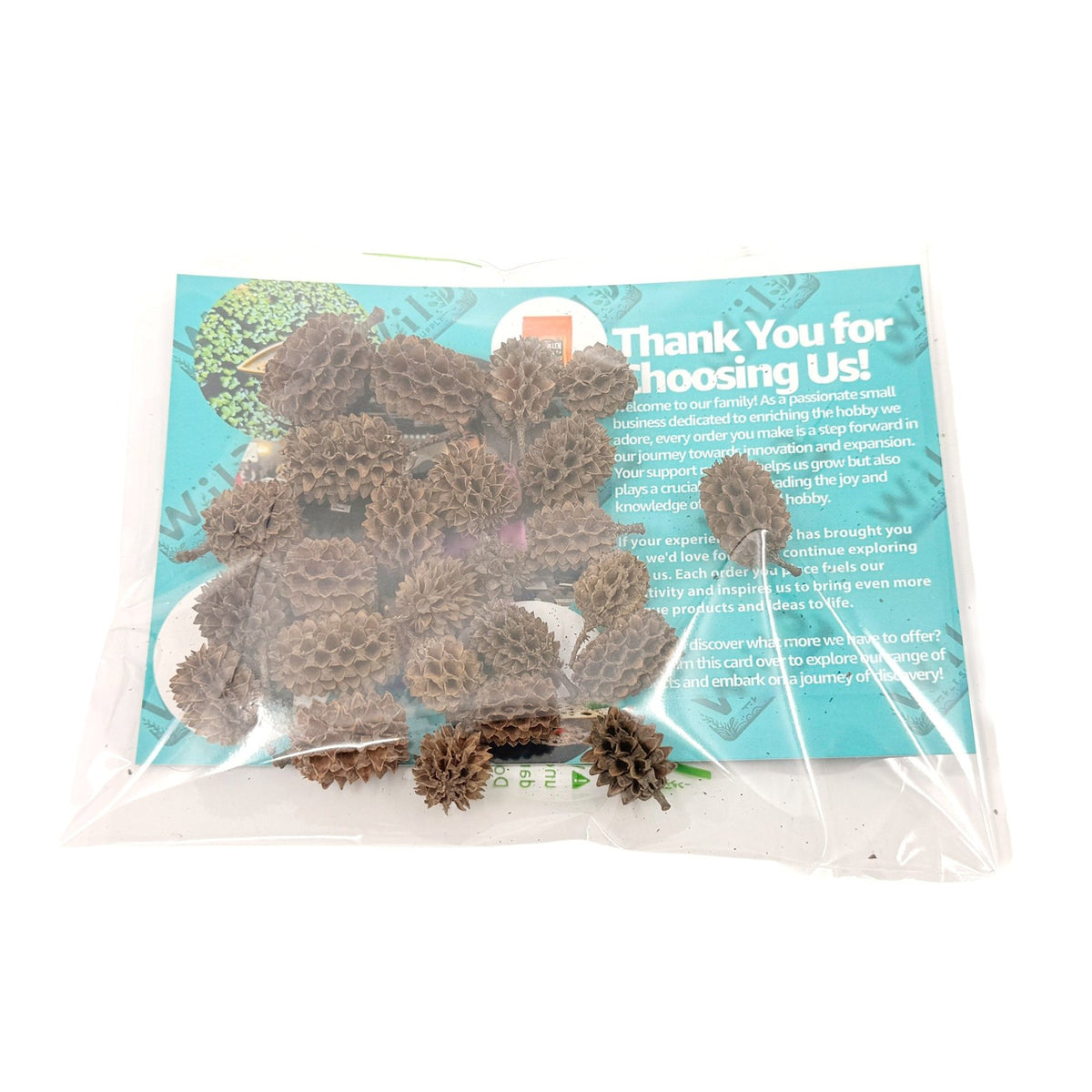 Casuarina Cones – 25 Pack Natural Botanicals - Wild Pet Supply