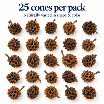 Casuarina Cones – 25 Pack Natural Botanicals - Wild Pet Supply