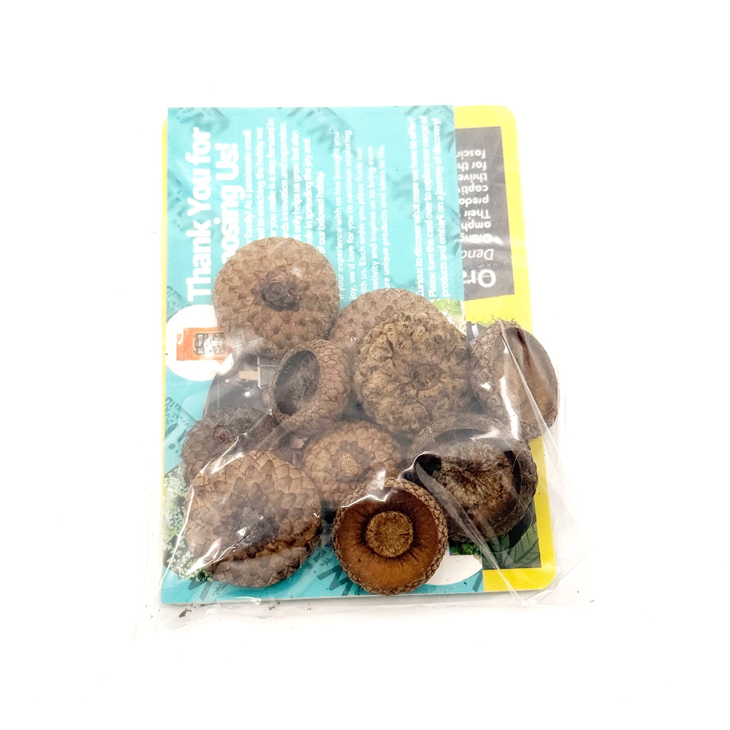 Acorn Caps – 10 Pack Natural Botanicals