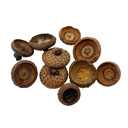 Acorn Caps – 10 Pack Natural Botanicals