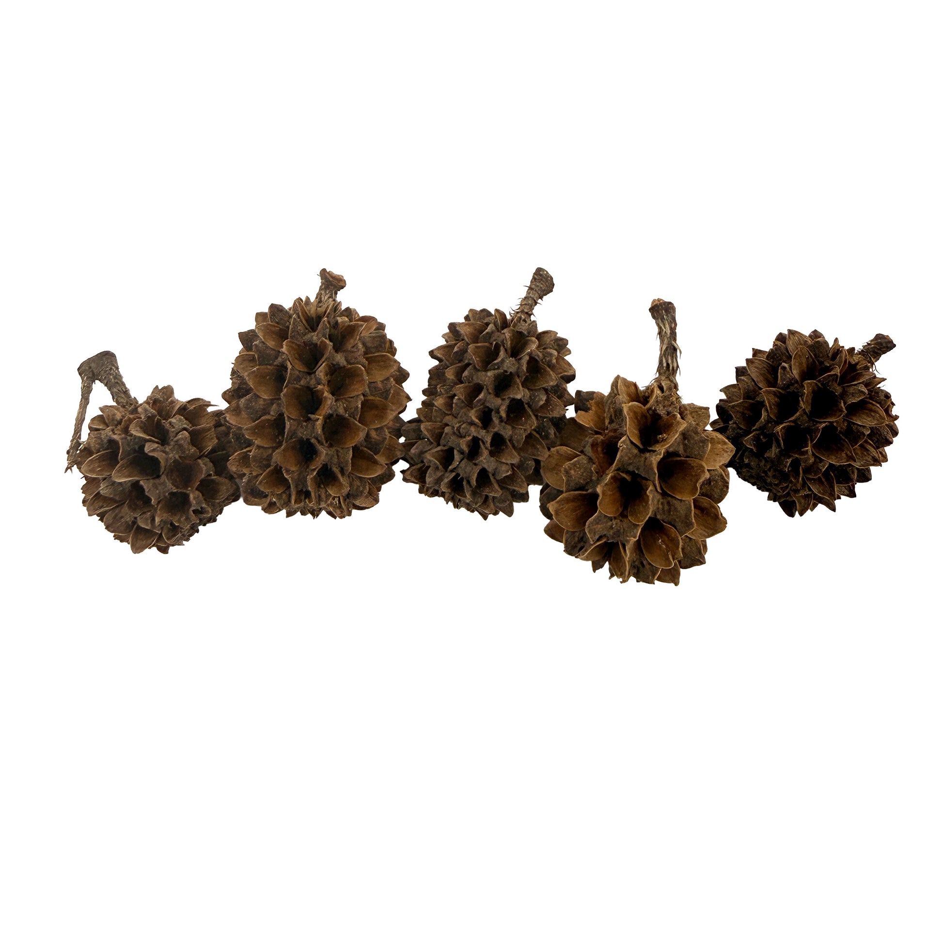 Casuarina Cones – 25 Pack Natural Botanicals