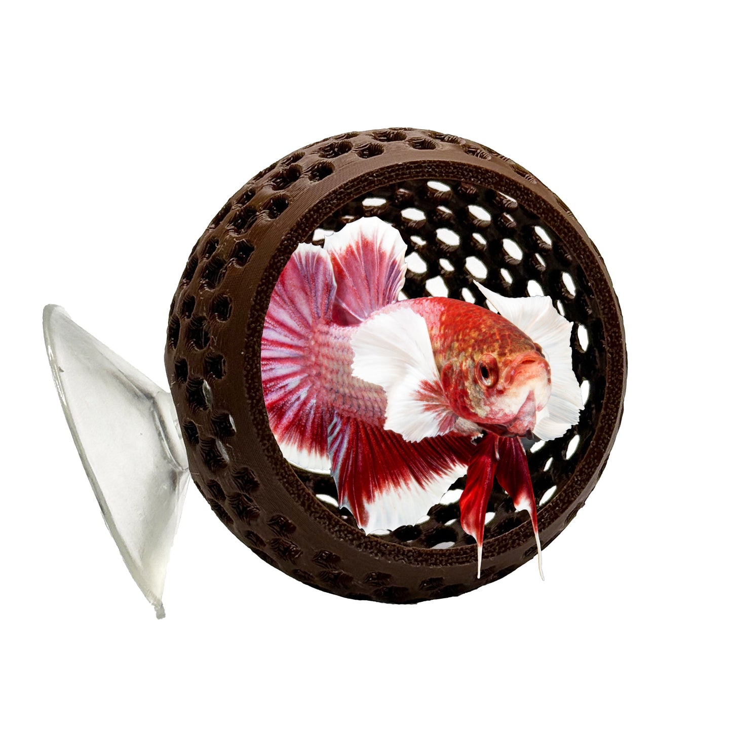 CTWPets Natural Betta Bulb Hide - Wild Pet Supply