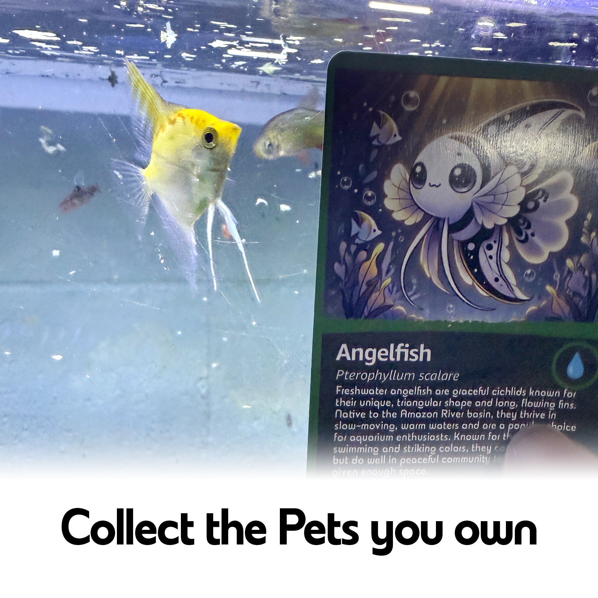 CTWPets Trading Cards Reptile & Aquarium Pet Card Exotic Pet Keeping Cards - Wild Pet Supply