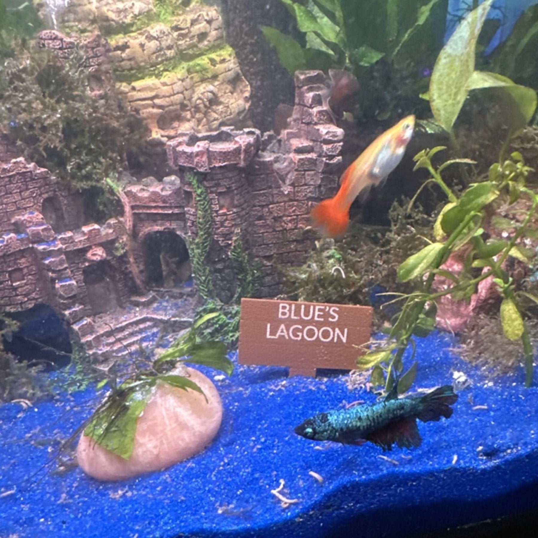 Custom Aquarium Sinking Sign, Terrarium & Reptile Safe Custom Text - Wild Pet Supply