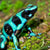 Frogs