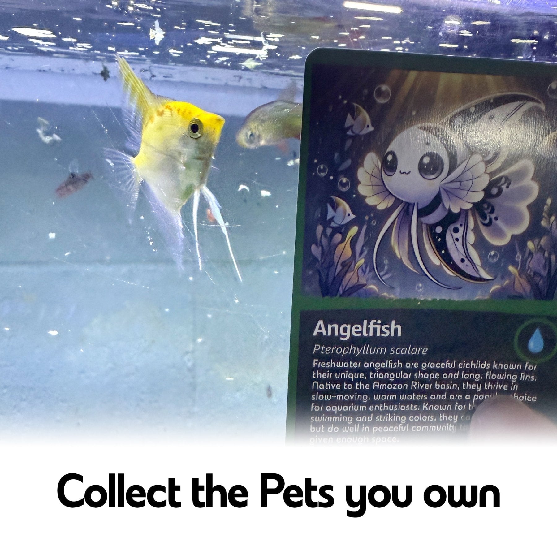 Exotic Pet Trading Cards – Care Collection - Wild Pet Supply