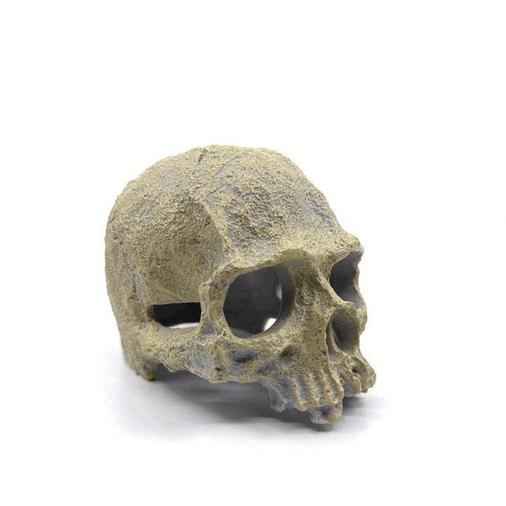 Human Skull Aquarium Decor – Resin Sinking Hide for Betta Fish, Shrimp & Small Aquatic Pets