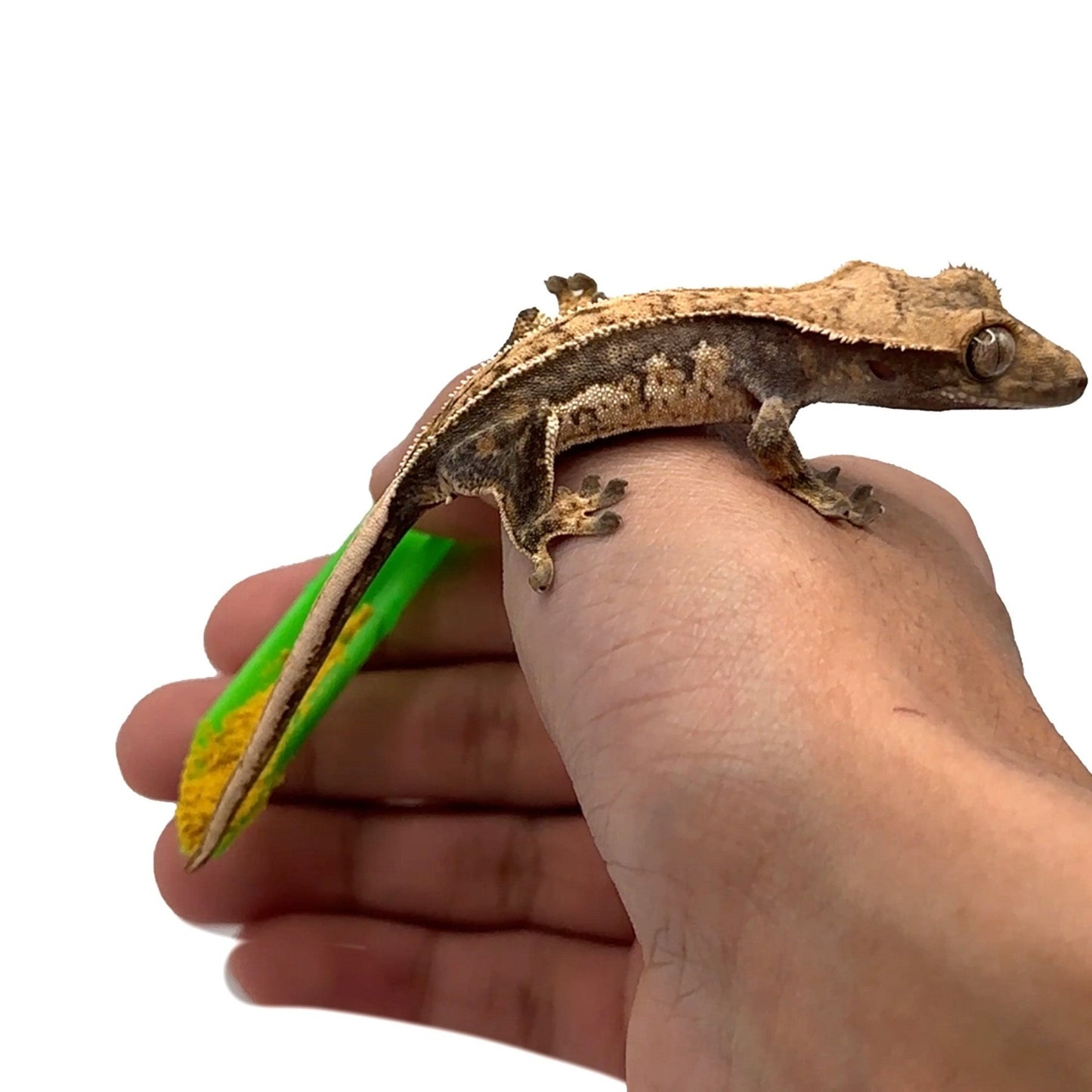 Feeding Spoons – 2 Pack for Fish & Reptiles - Wild Pet Supply