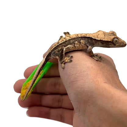 Feeding Spoons – 2 Pack for Fish & Reptiles - Wild Pet Supply