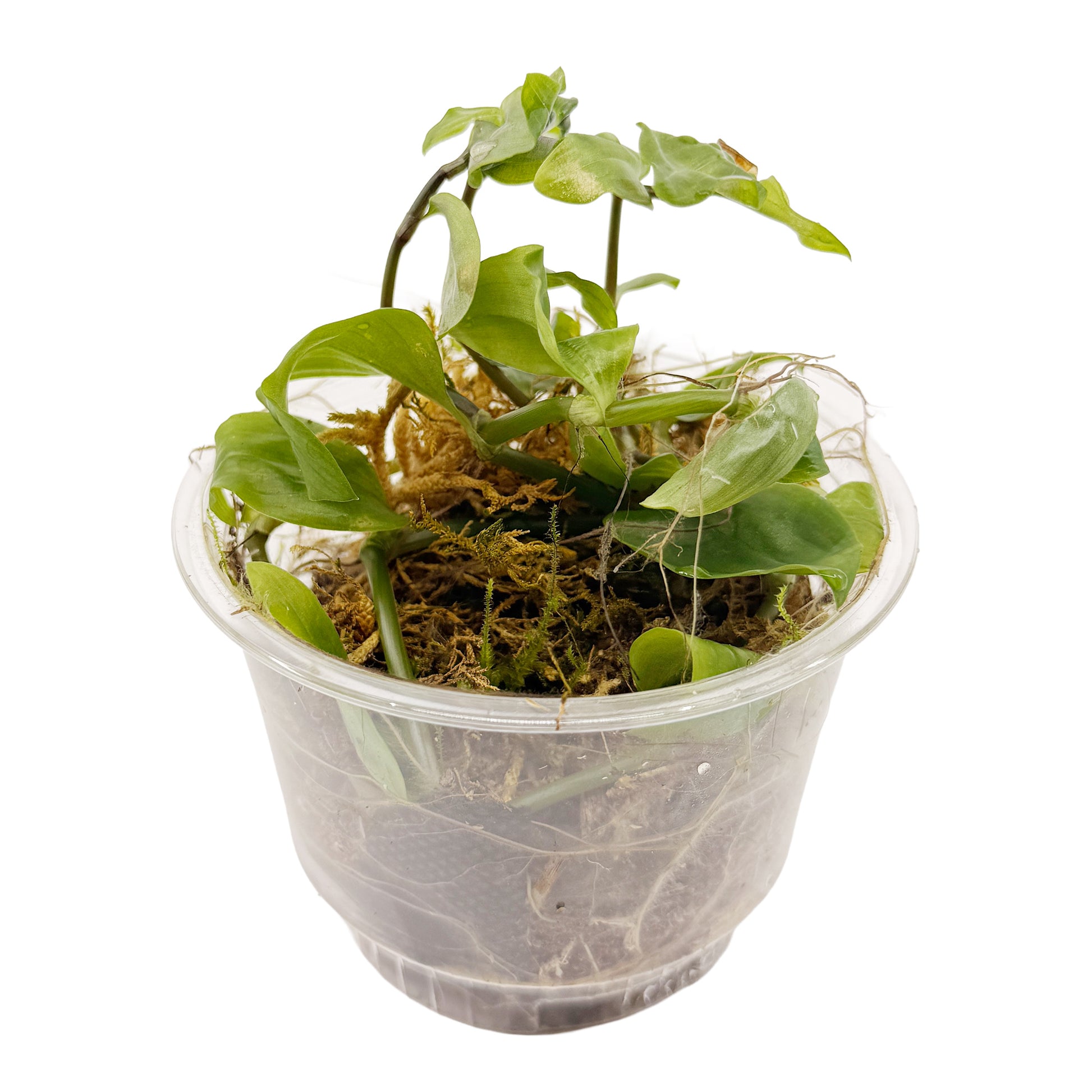 Live Terrarium Plant Cup – Tropical Mix