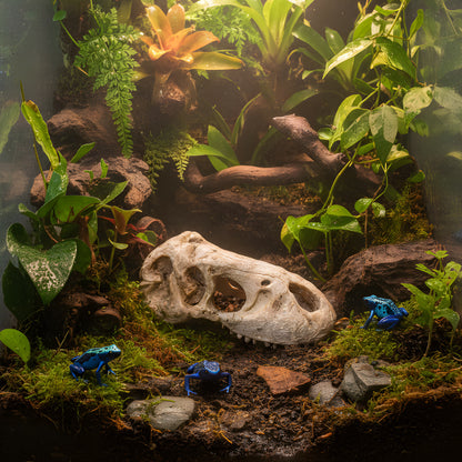 T-Rex Fossil Skull – Large Tank Decoration