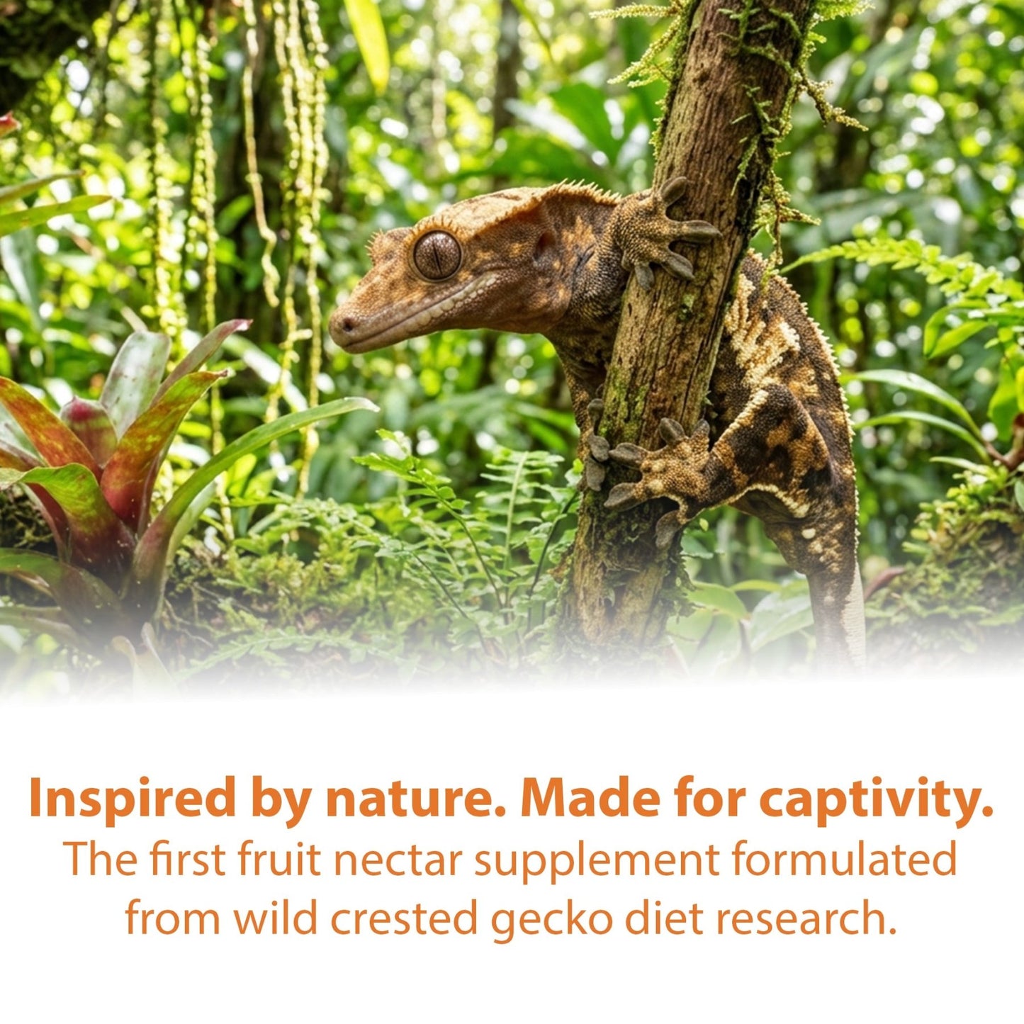 Gecko Nectar Treat – Liquid Fruit Drops - Wild Pet Supply