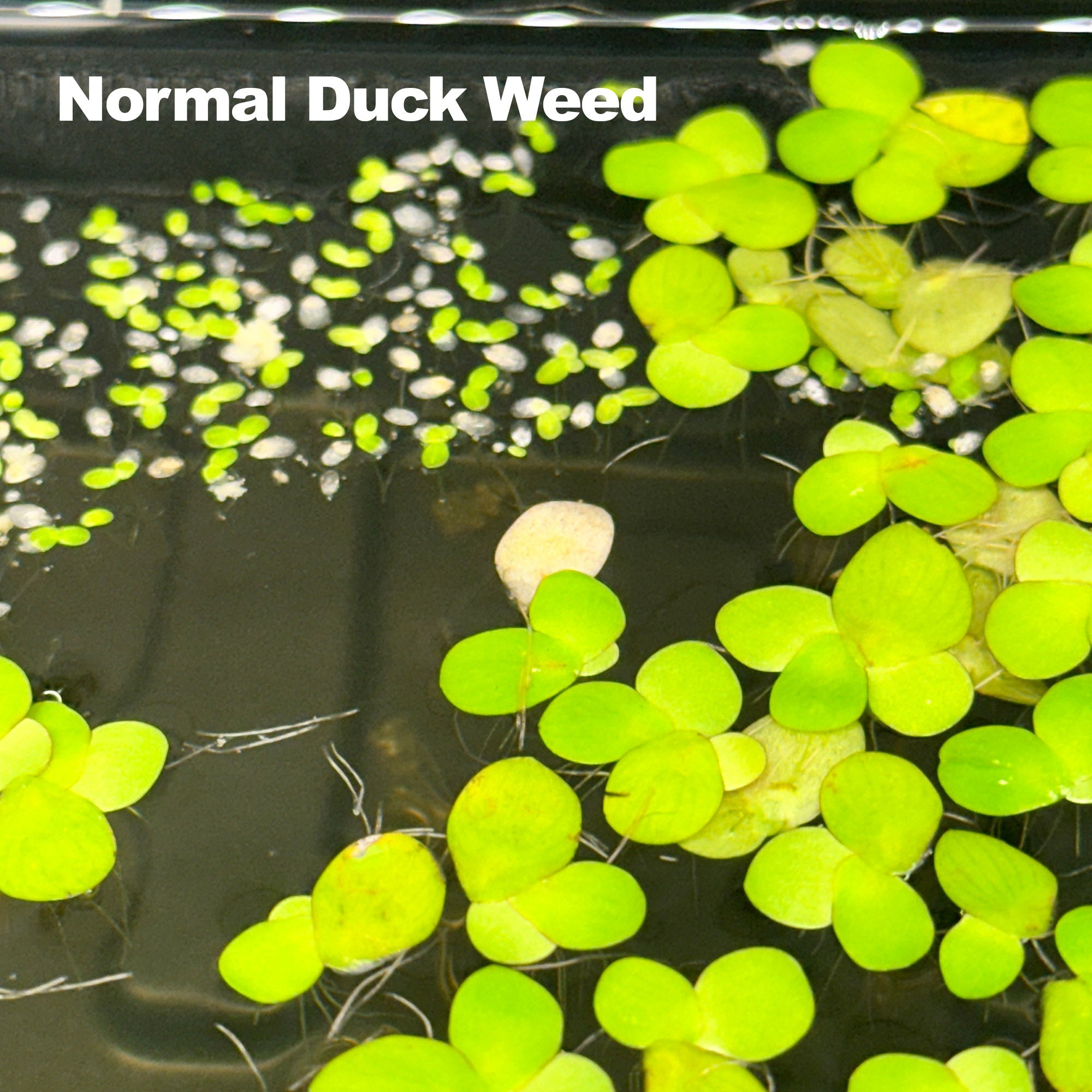 Giant Leaf Duck Weed | Live Floating Large Duck Weed 30+ Leaves - Wild Pet Supply