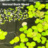 Giant Leaf Duck Weed | Live Floating Large Duck Weed 30+ Leaves - Wild Pet Supply