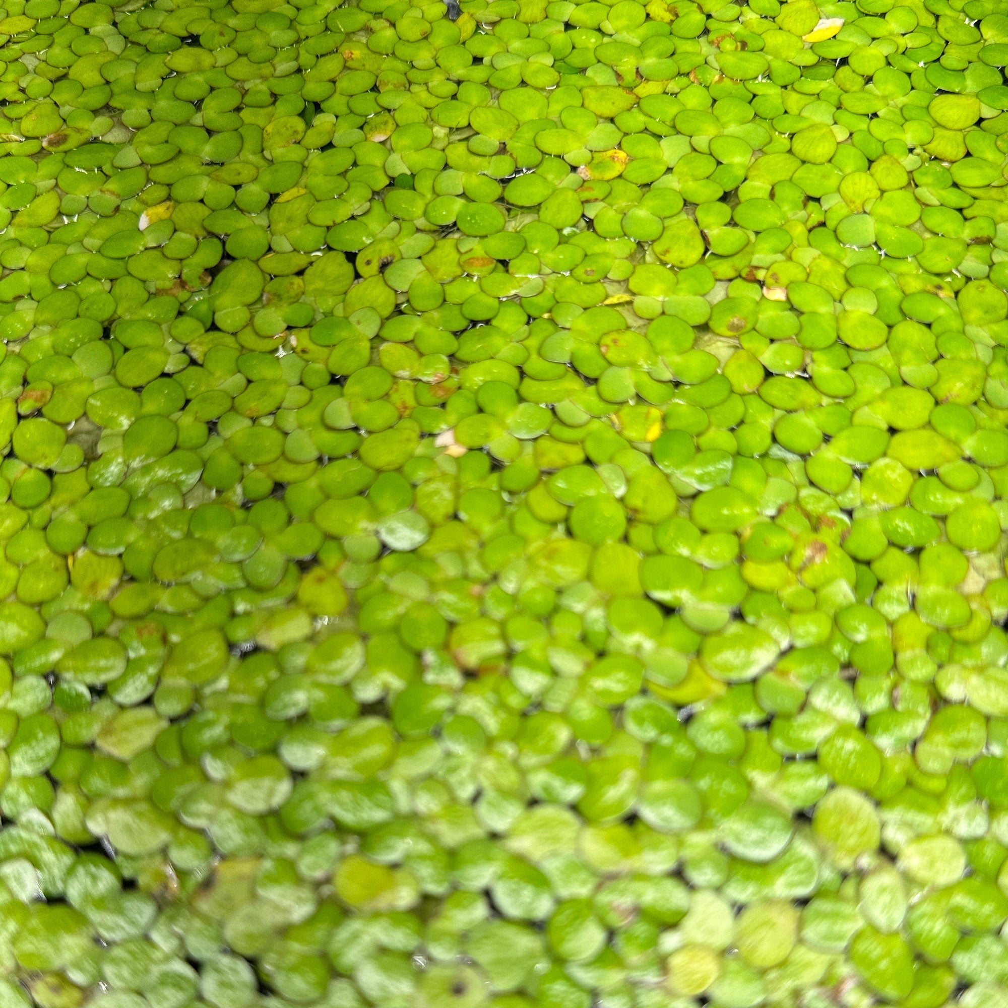 Giant Leaf Duck Weed | Live Floating Large Duck Weed 30+ Leaves - Wild Pet Supply