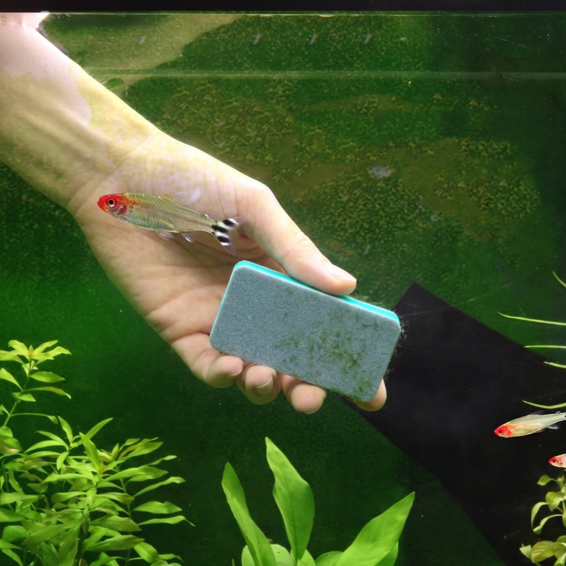 Glass Algae Scrubber – Dual-Sided Sponge - Wild Pet Supply