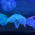 Glowing Artificial Coral – Starlight Feather Silicone Aquarium Decoration for UV & Blue Light Tanks - Wild Pet Supply