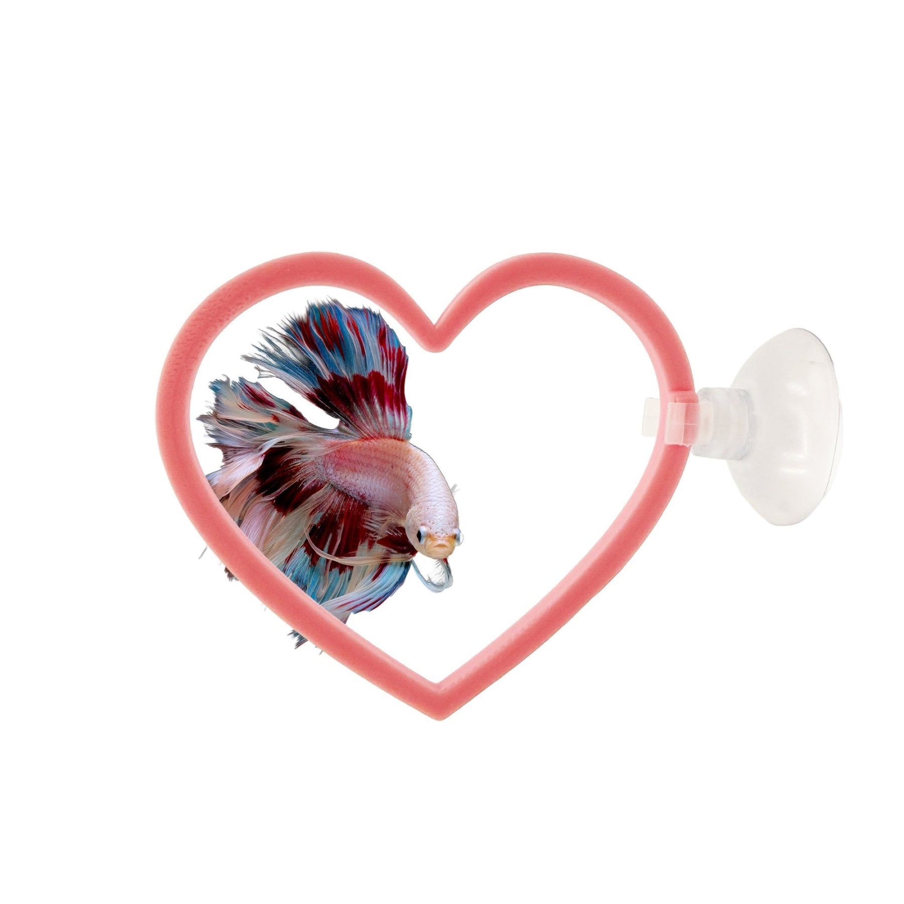 Heart Swim Rings – Betta Exercise Toy 2 Pack - Wild Pet Supply