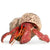 Hermit Crabs