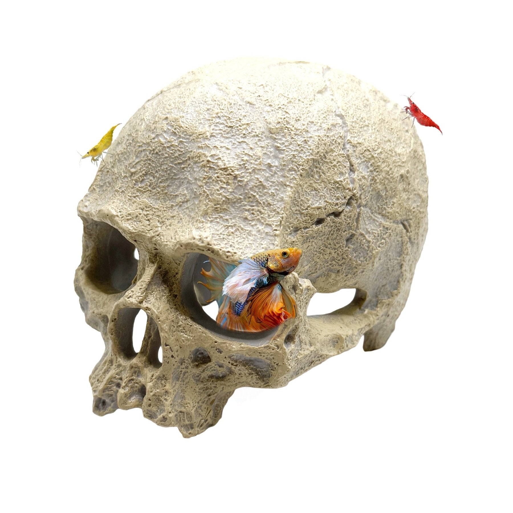 Human Skull Hideout – Aquarium Cave Decor - Wild Pet Supply
