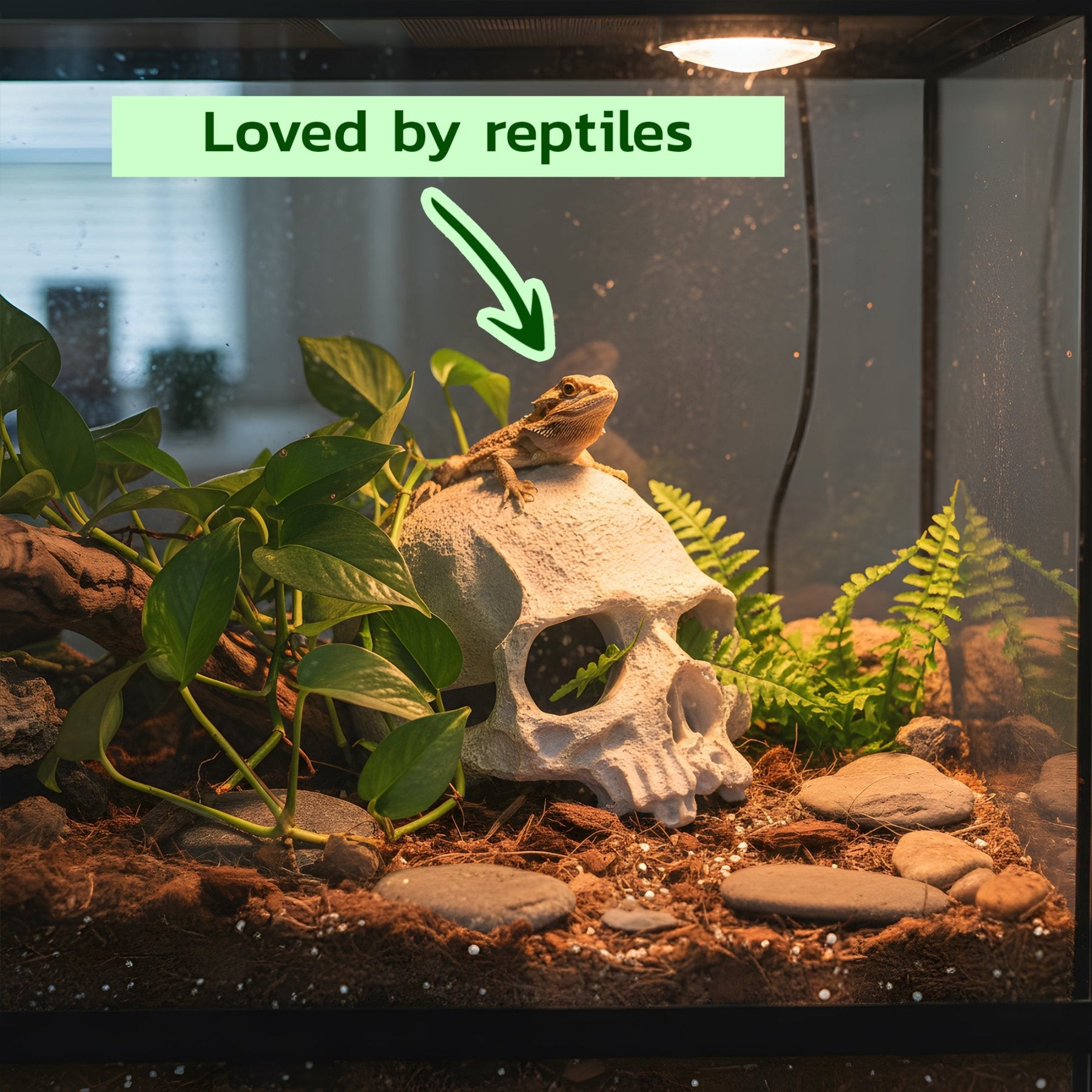 Human Skull Hideout – Aquarium Cave Decor - Wild Pet Supply