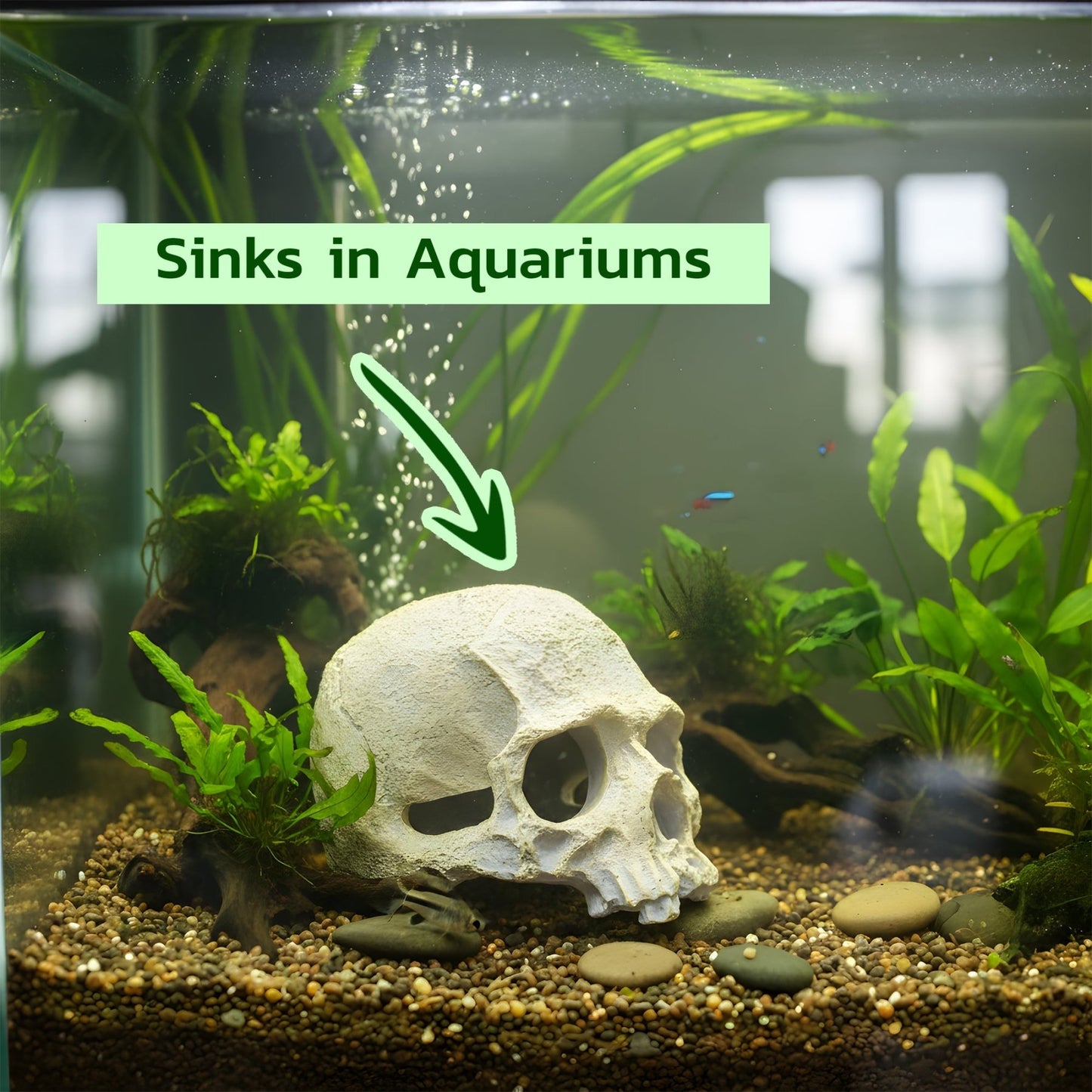 Human Skull Hideout – Aquarium Cave Decor - Wild Pet Supply