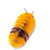 Isopods