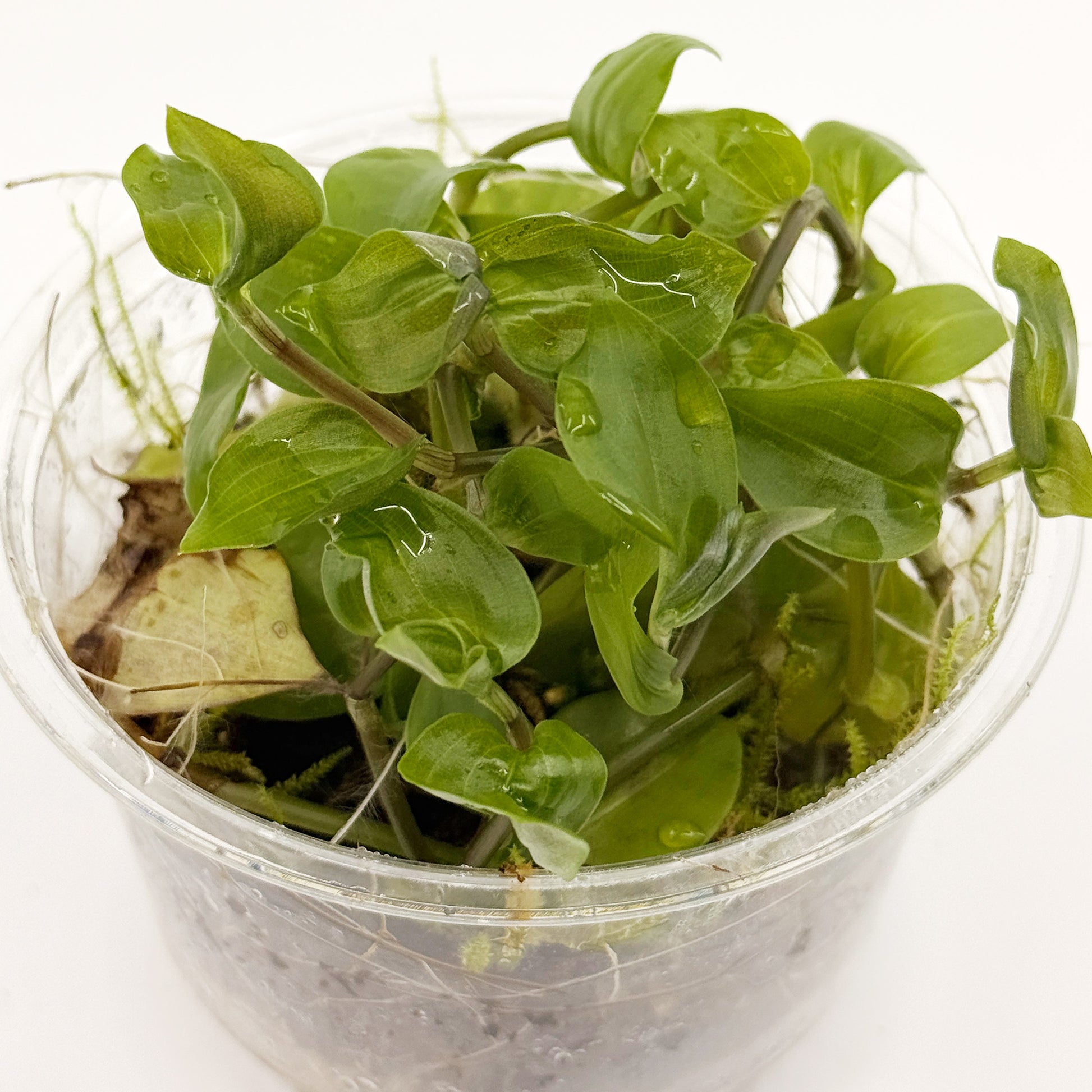 Live Terrarium Plant Cup – Tropical Mix