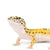 Leopard Gecko