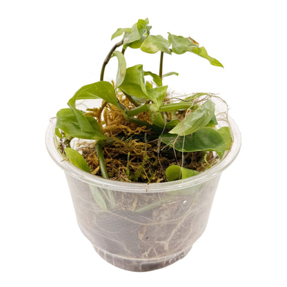 Live Terrarium Plant Cup – Tropical Mix - Wild Pet Supply