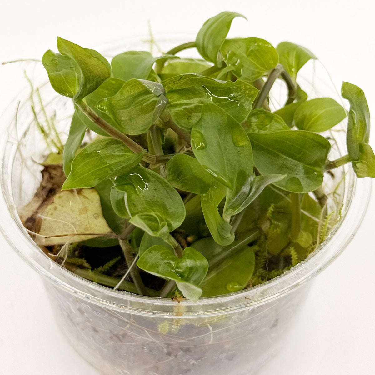 Live Terrarium Plant Cup – Tropical Mix - Wild Pet Supply