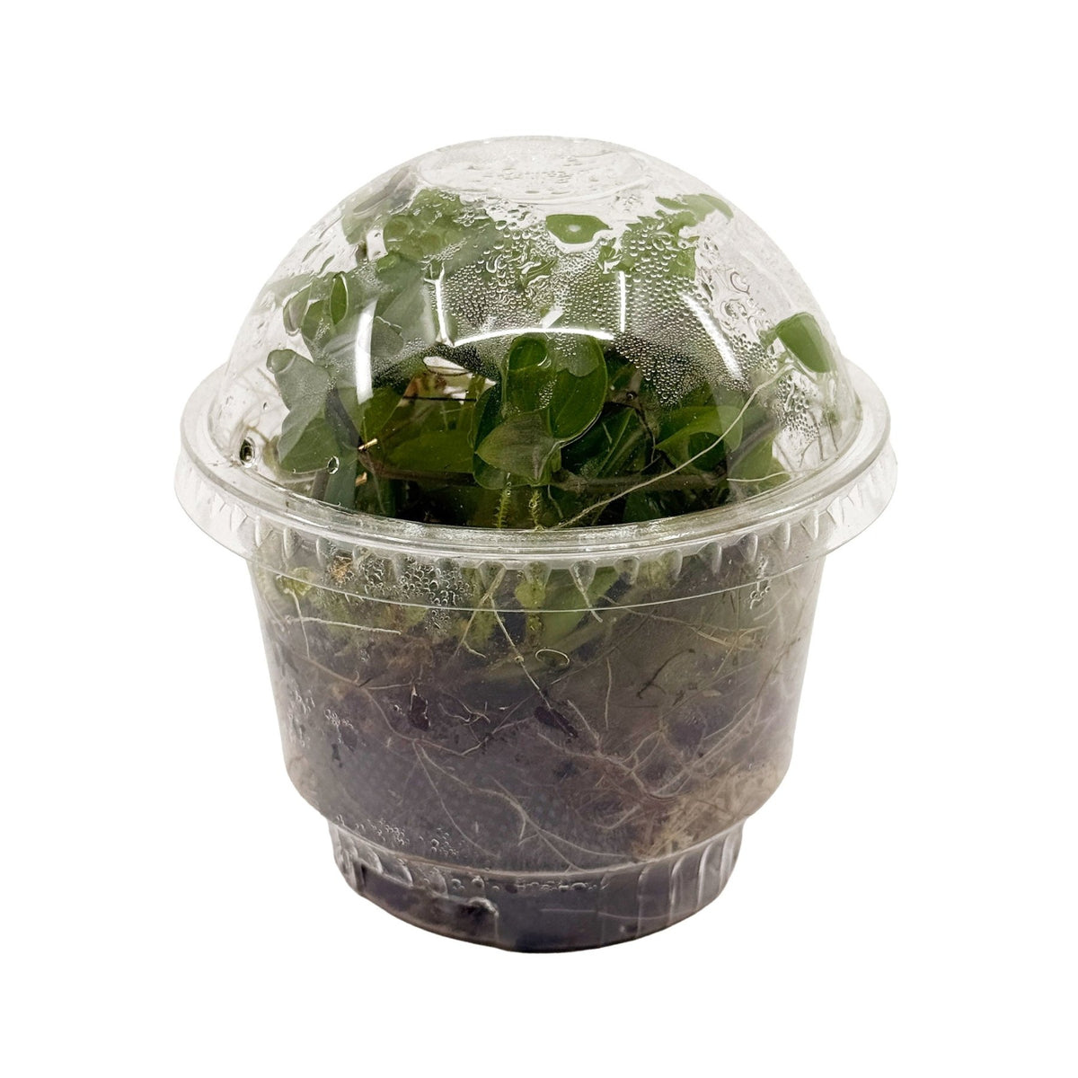 Live Terrarium Plant Cup – Tropical Mix - Wild Pet Supply