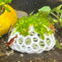 Lush Dome - Live Aquarium Plant Dome | Subwassertang Shrimp Hide - Wild Pet Supply