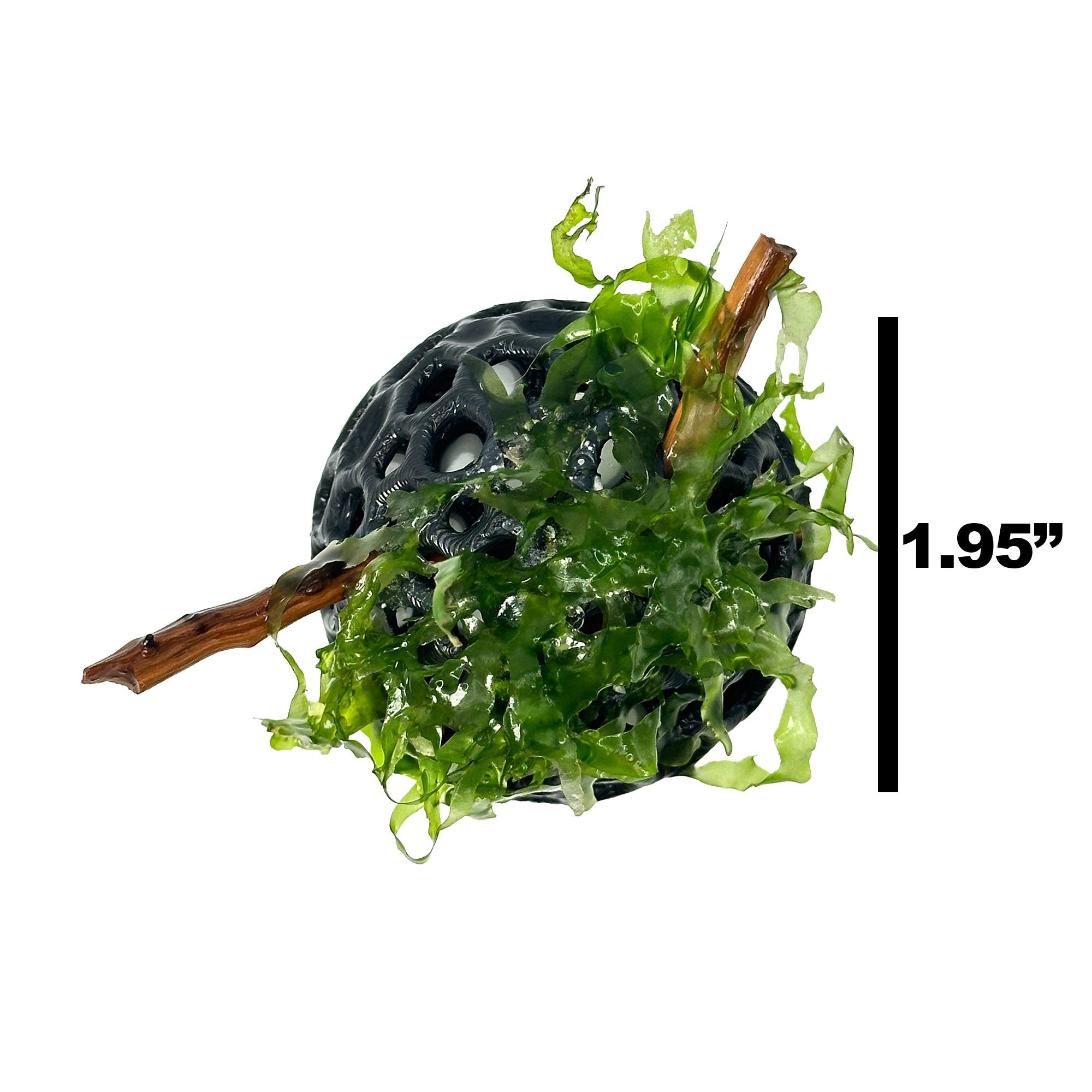 Lush Dome - Live Aquarium Plant Dome | Subwassertang Shrimp Hide - Wild Pet Supply