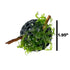 Lush Dome - Live Aquarium Plant Dome | Subwassertang Shrimp Hide - Wild Pet Supply