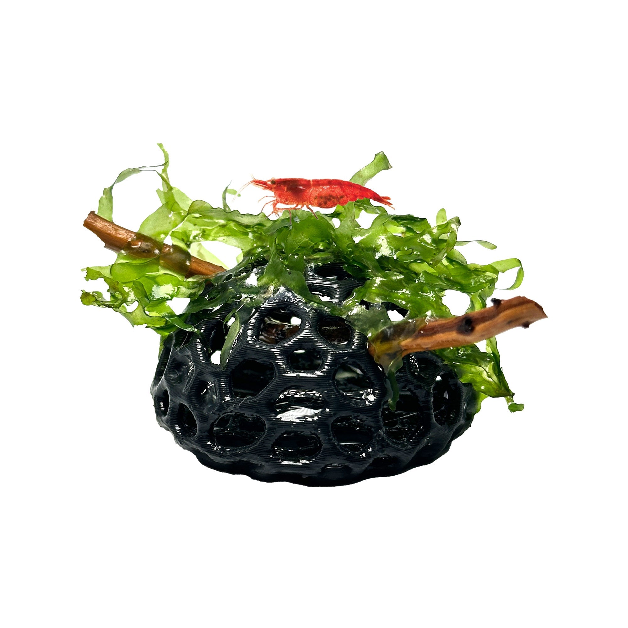 Lush Dome - Live Aquarium Plant Dome | Subwassertang Shrimp Hide - Wild Pet Supply