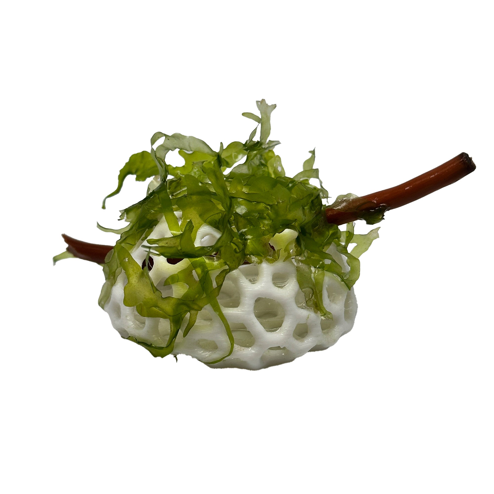 Lush Dome - Live Aquarium Plant Dome | Subwassertang Shrimp Hide - Wild Pet Supply